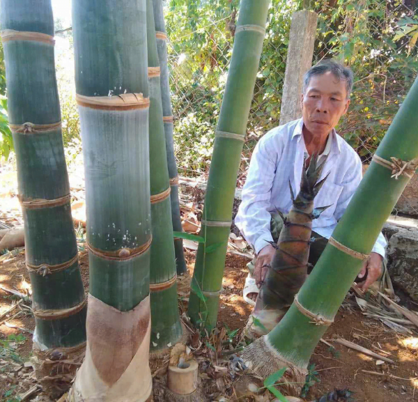 Cây tre khổng lồ tại Việt Nam