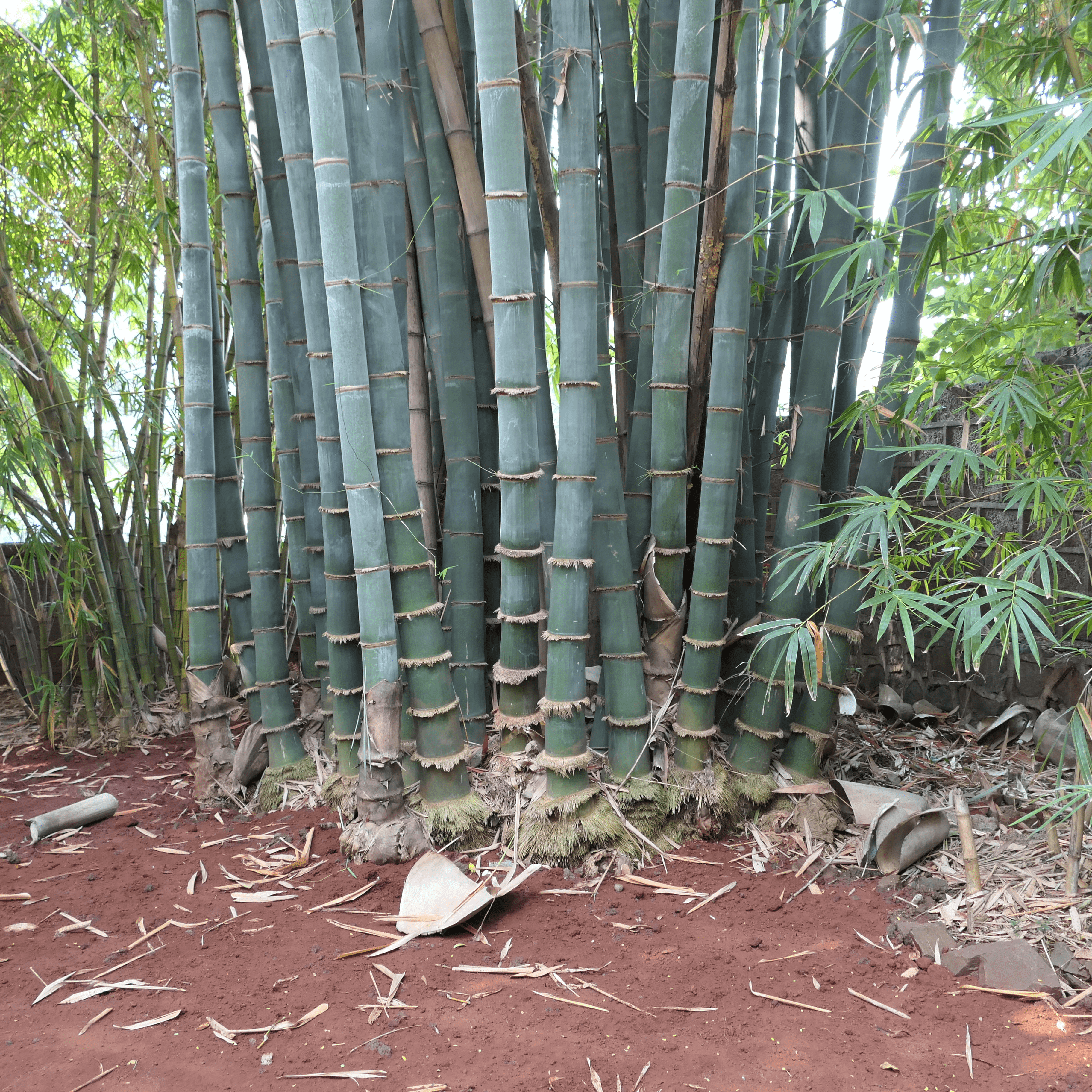 cây tre Dendrocalamus giganteus