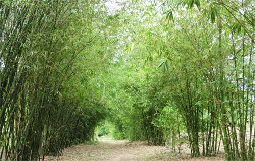 Làng tre Phú An