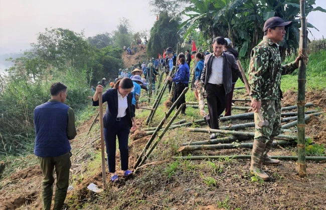 Nông dân Nghệ An trồng tre tạo bờ kè sinh thái dọc sông Lam