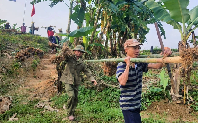 Nông dân Nghệ An trồng tre tạo bờ kè sinh thái dọc sông Lam