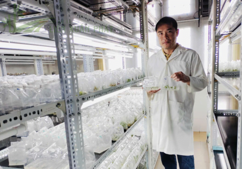 Cây giống tre khổng lồ cấy mô