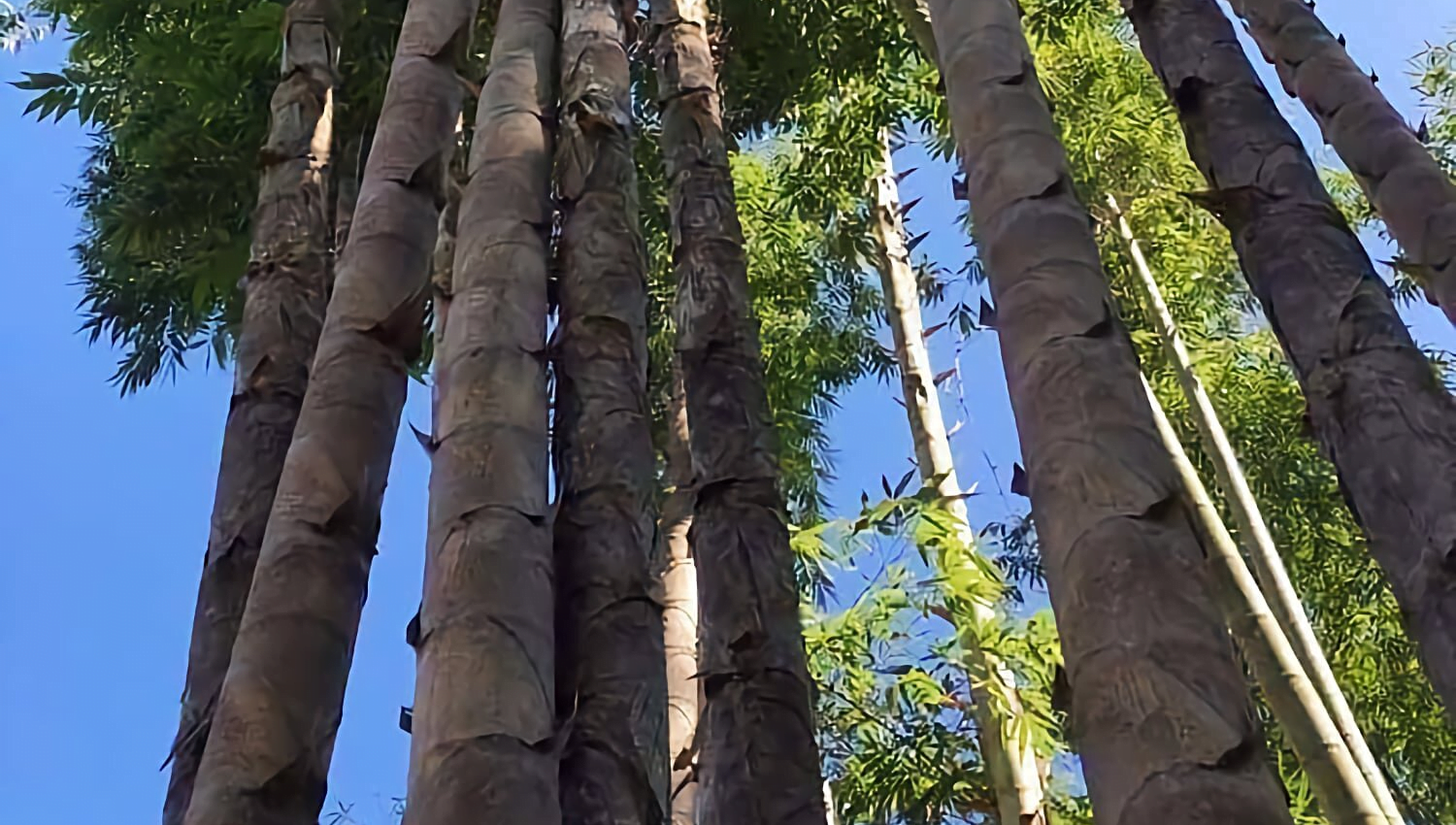 Tre rồng – Tre rồng khổng lồ – Dendrocalamus Sinicus Tre rồng - Tre rồng khổng lồ - Dendrocalamus Sinicus